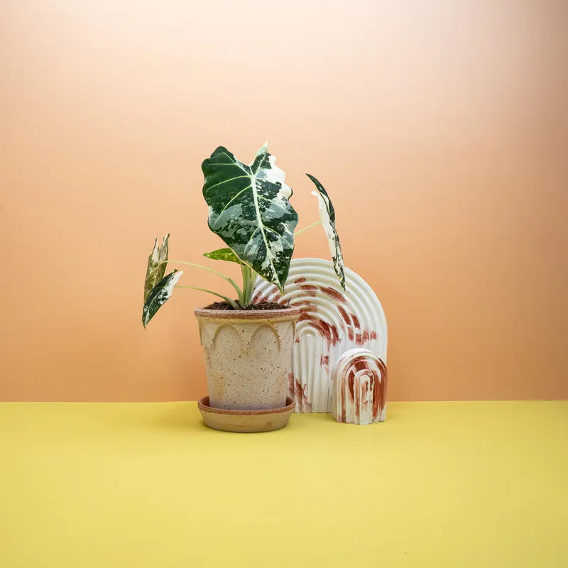 ALOCASIA FRYDEK VARIEGATA