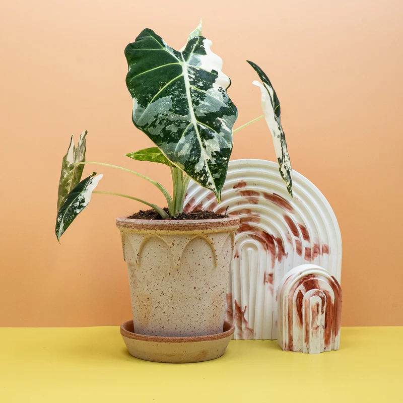ALOCASIA FRYDEK VARIEGATA