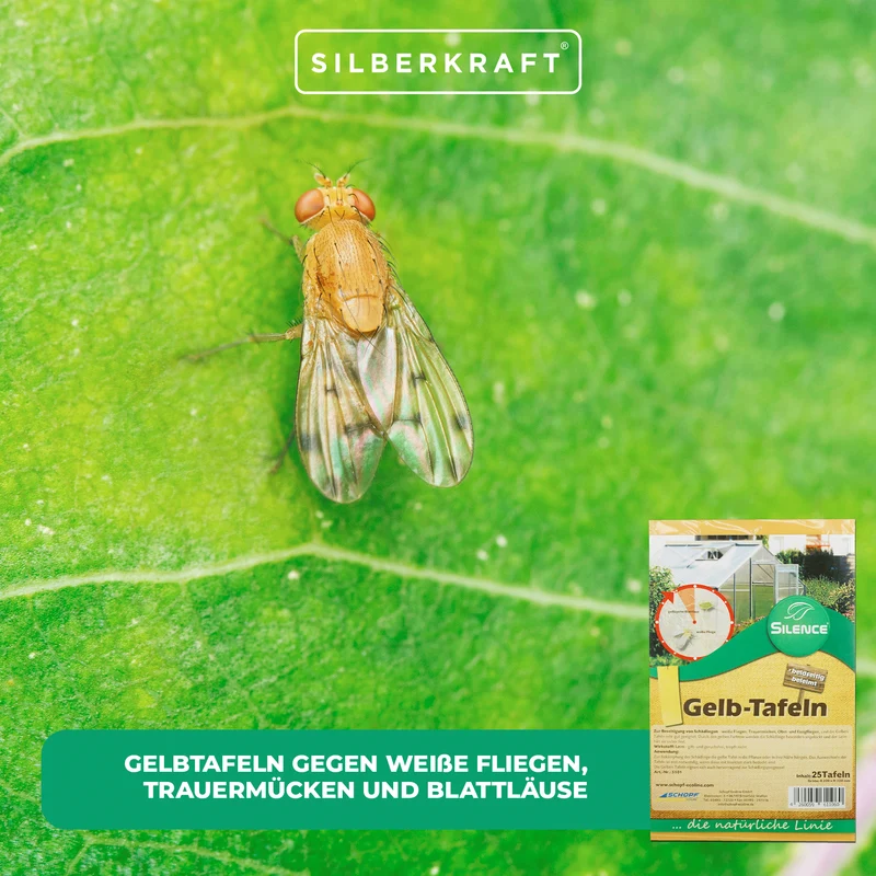 Silence Gelbtafeln (groß): Optimales Monitoring gegen weiße Fliegen, Trauermücken und Blattläuse