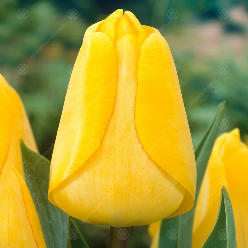 Tulpe 'Golden Apeldoorn'