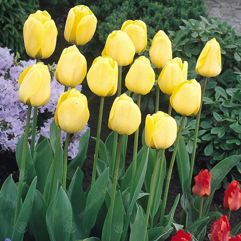 Tulpe 'Golden Apeldoorn'