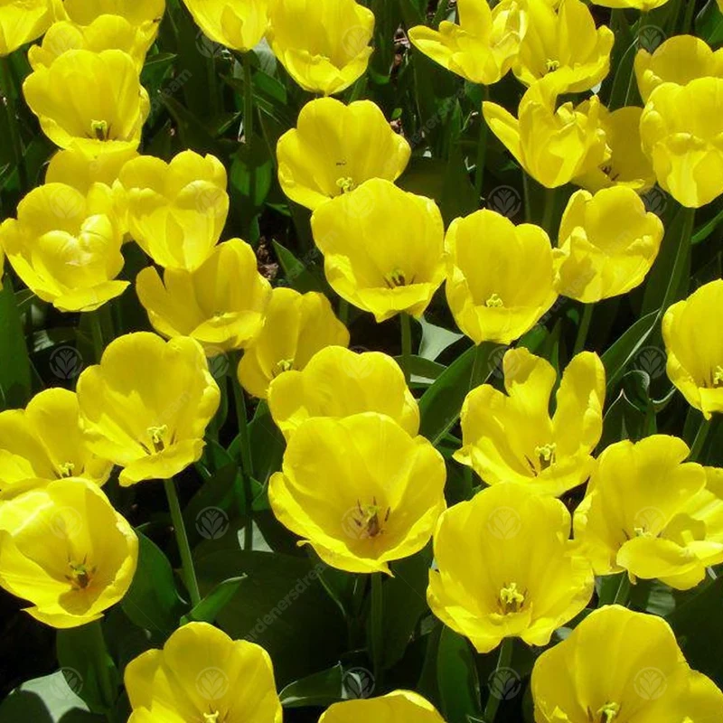 Tulpe 'Golden Apeldoorn'