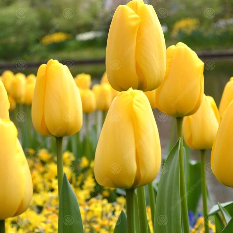 Tulpe 'Golden Apeldoorn'