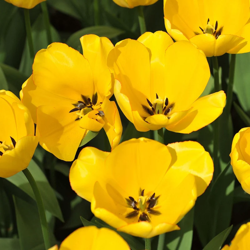 Tulpe 'Golden Parade'