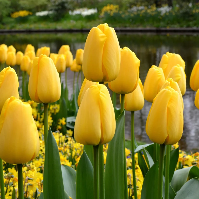 Tulpe 'Golden Parade'