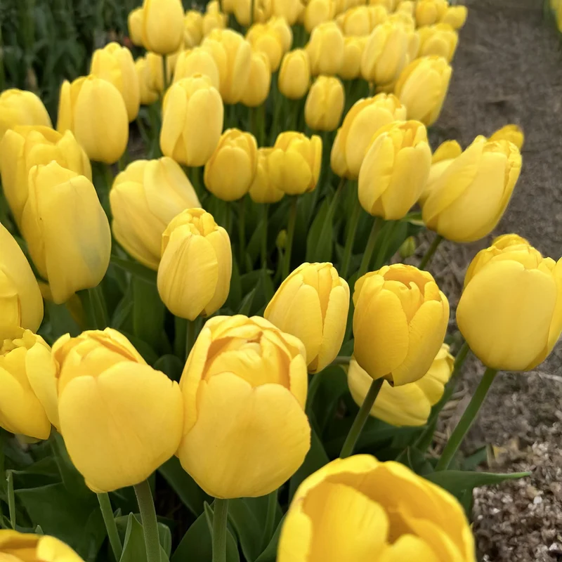 Tulpe 'Golden Parade'