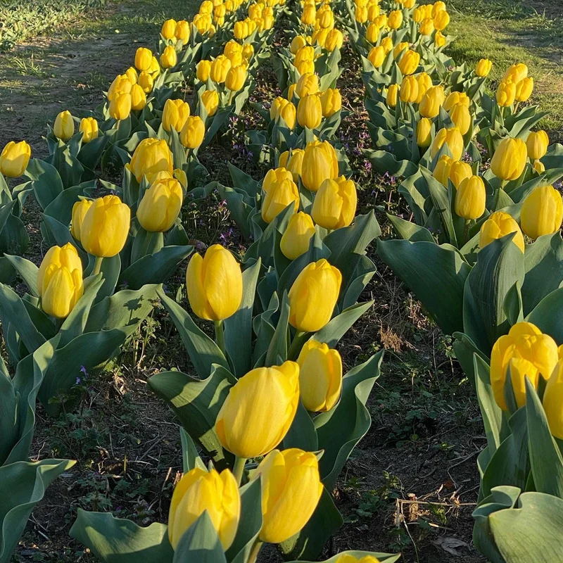 Tulpe 'Golden Parade'