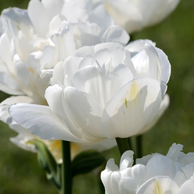 Tulpe 'Mount Tacoma'