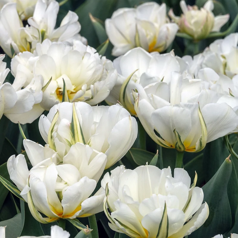 Tulpe 'Mount Tacoma'