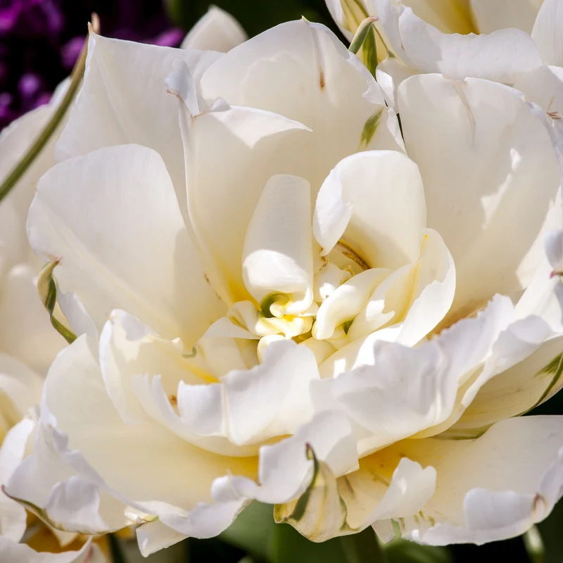 Tulpe 'Mount Tacoma'