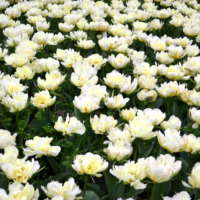 Tulpe 'Mount Tacoma'