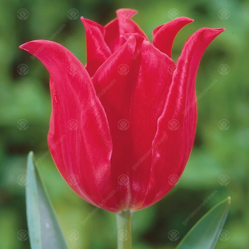 Tulpe 'Pretty Woman'