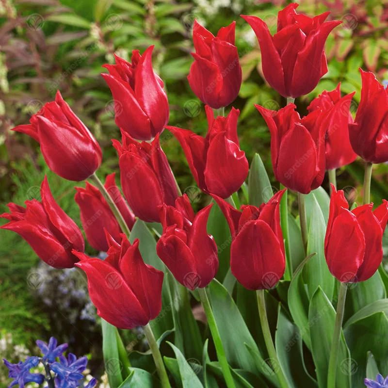 Tulpe 'Pretty Woman'