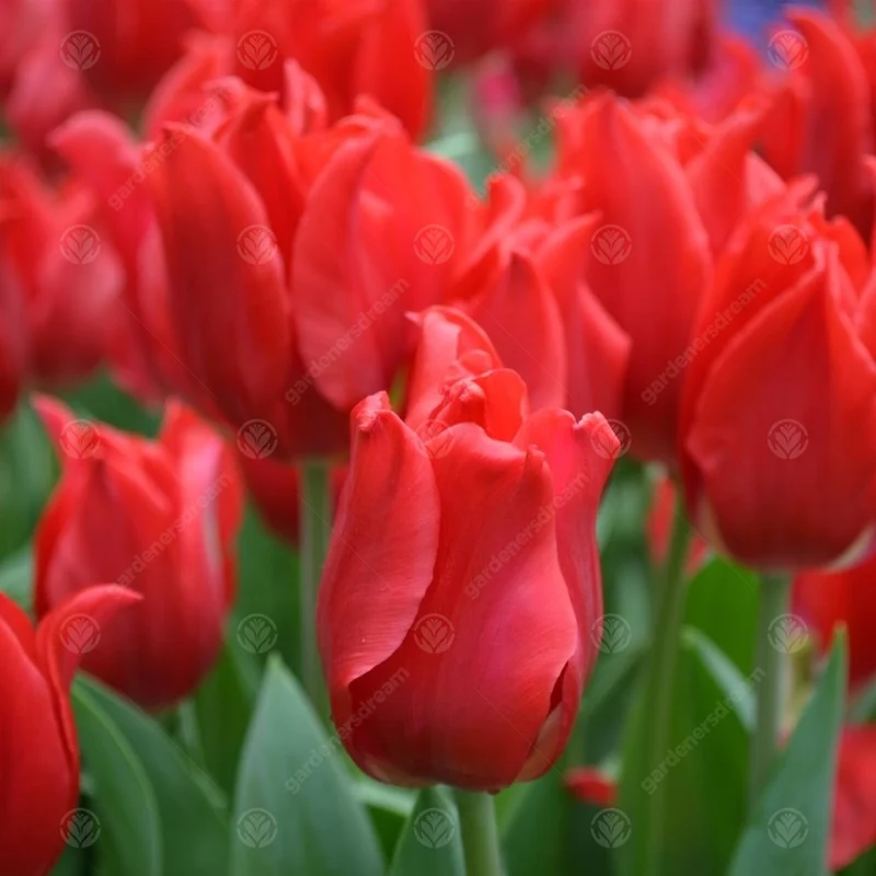 Tulpe 'Pretty Woman'