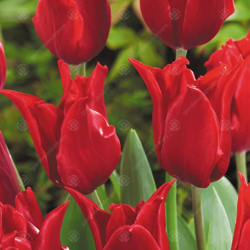 Tulpe 'Pretty Woman'