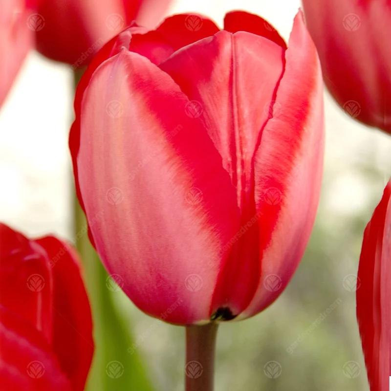 Tulpe 'Red Impression'