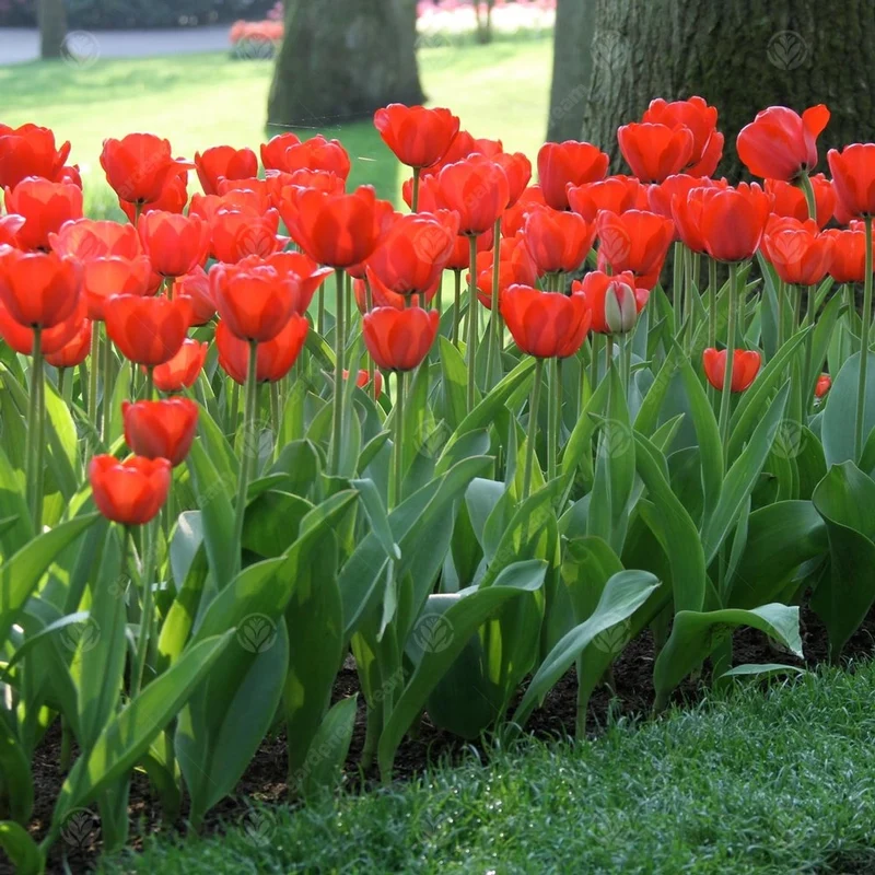 Tulpe 'Red Impression'