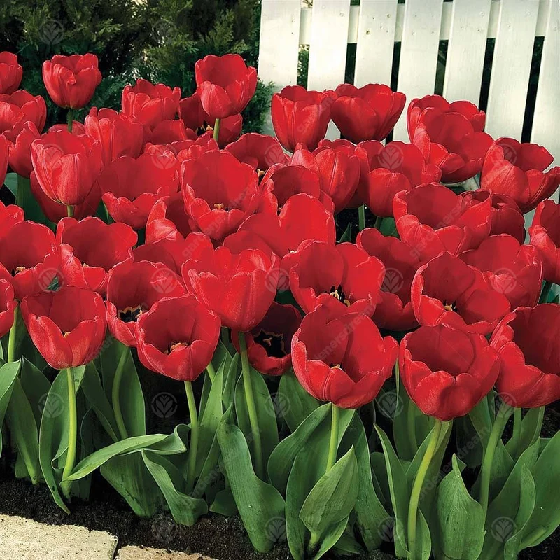 Tulpe 'Red Impression'