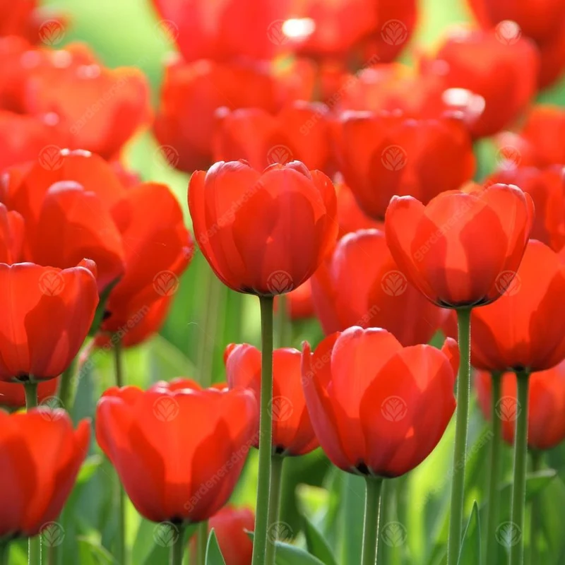 Tulpe 'Red Impression'