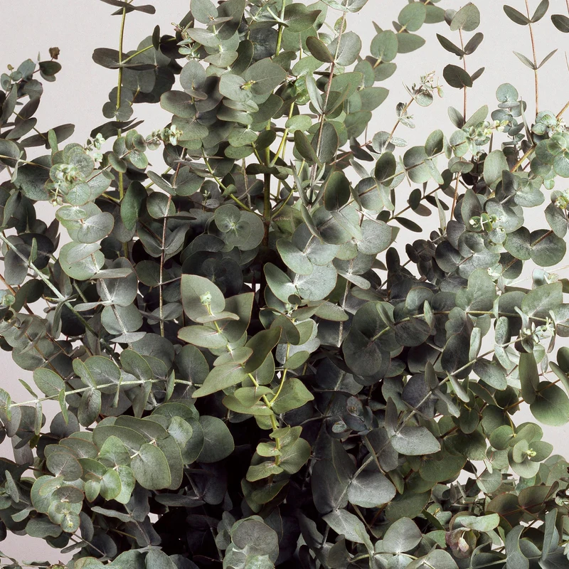 Eukalyptus 'Silver Dollar'