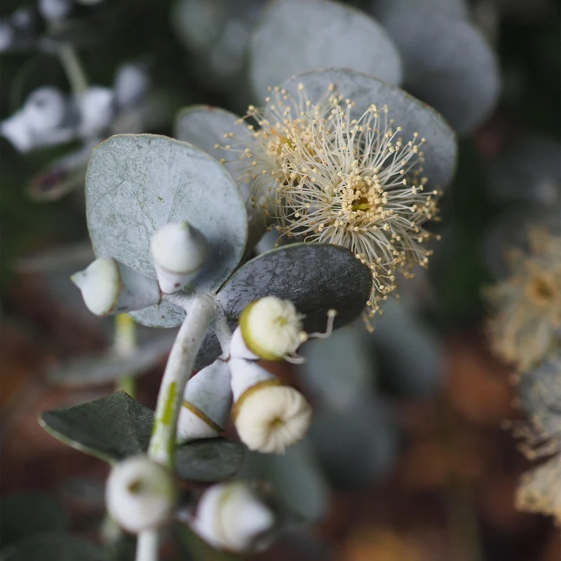 Eukalyptus 'Silver Dollar'