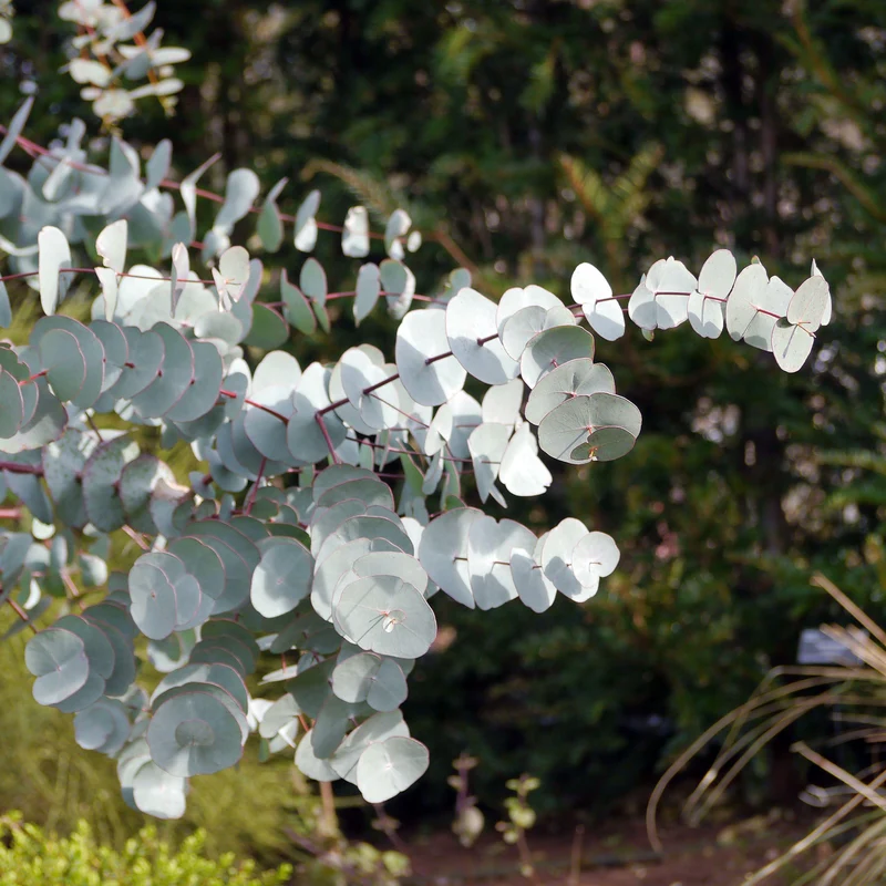 Eukalyptus 'Silver Dollar'
