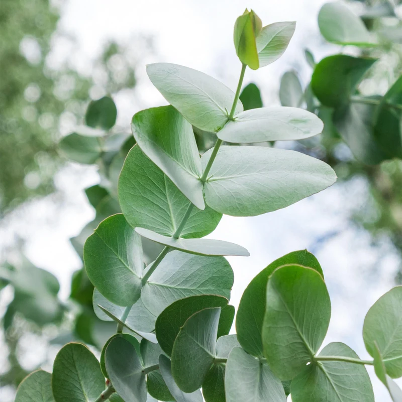 Eukalyptus 'Silver Dollar'