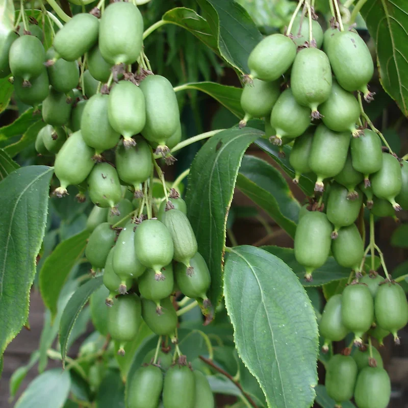 Mini-Kiwi 'Issai'