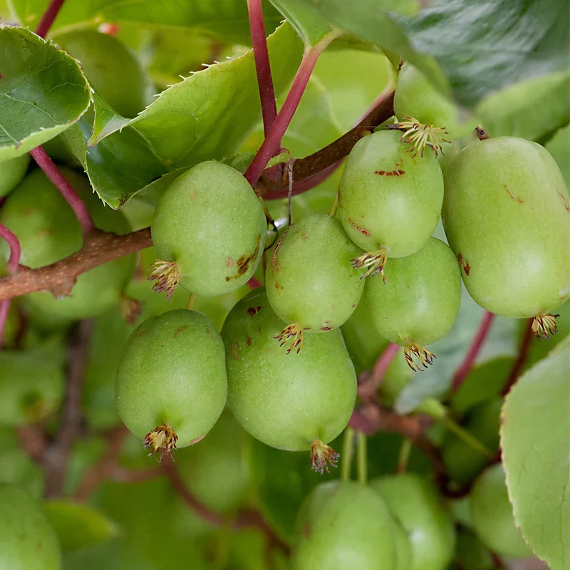 Mini-Kiwi 'Issai'