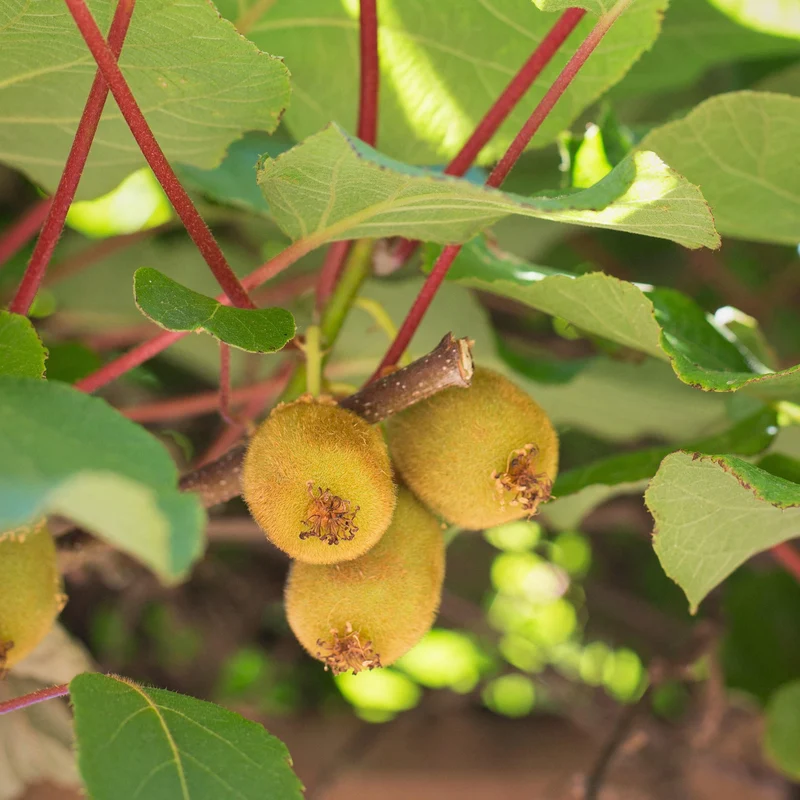 Kiwi 'Hayward'