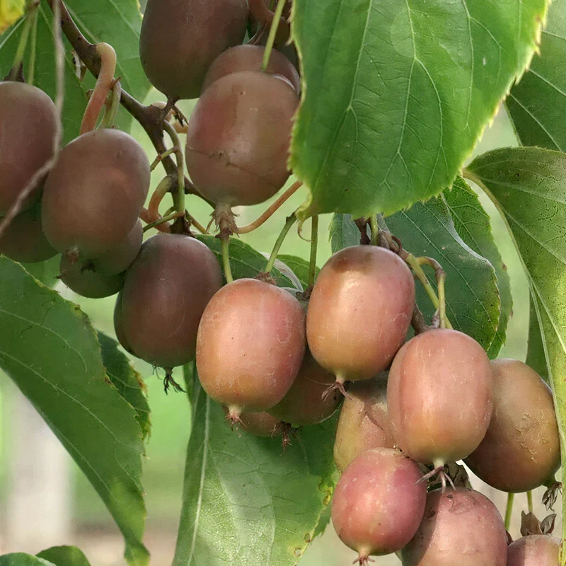 Kiwi 'Hayward'