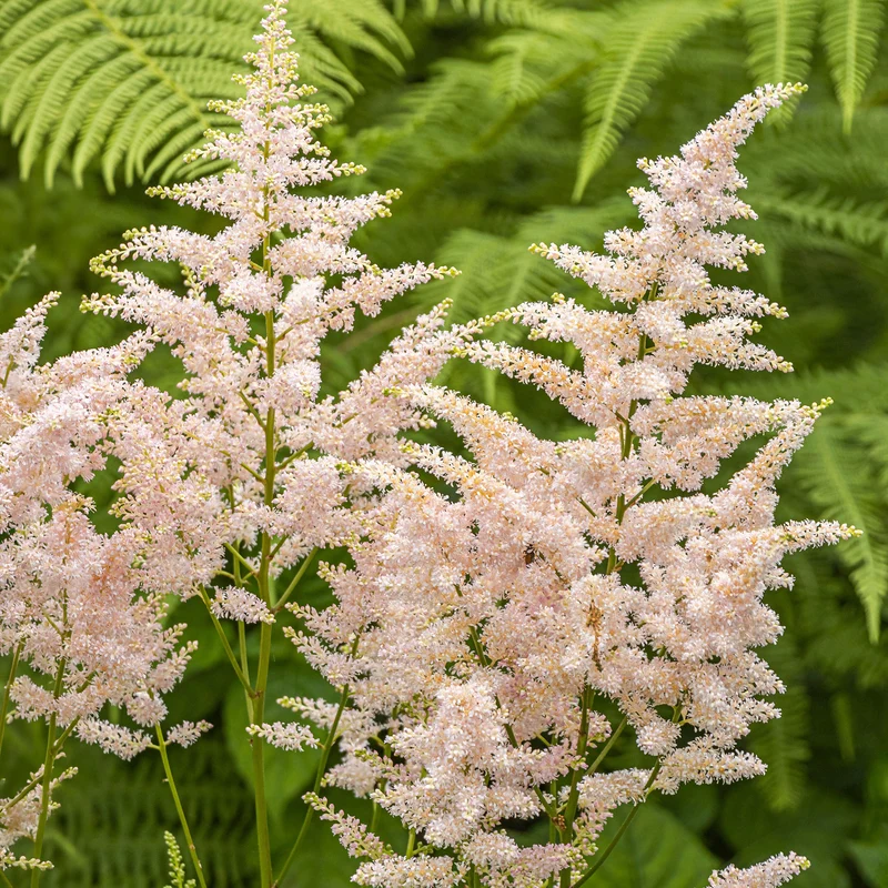Prachtspiere 'Peach Blossom'