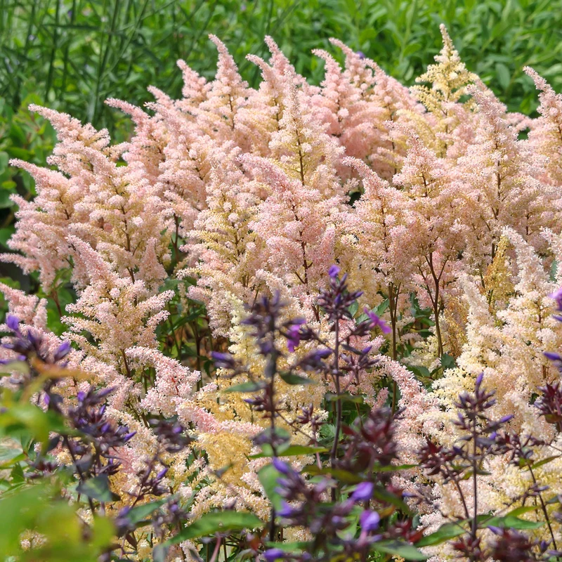 Prachtspiere 'Peach Blossom'