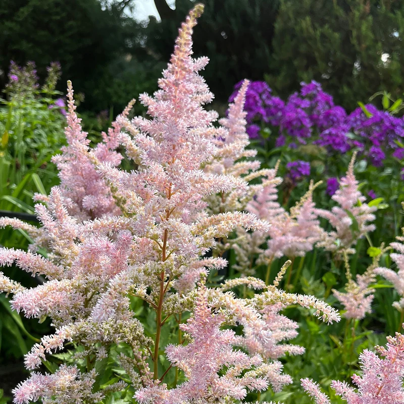 Prachtspiere 'Peach Blossom'