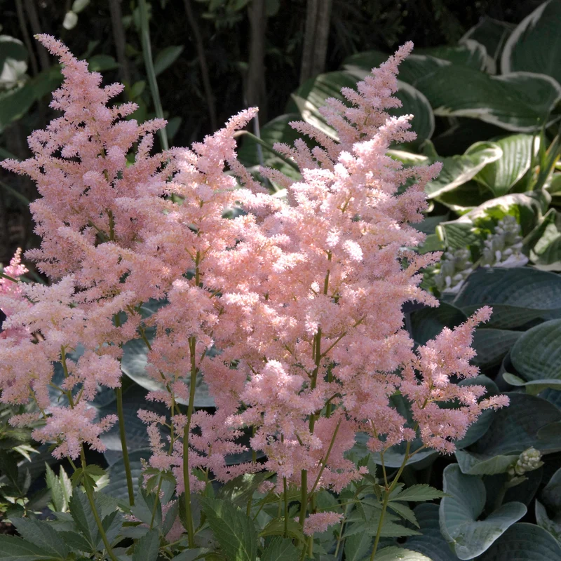 Prachtspiere 'Peach Blossom'