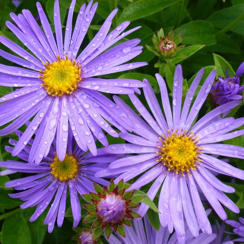 Aster 'Monch'