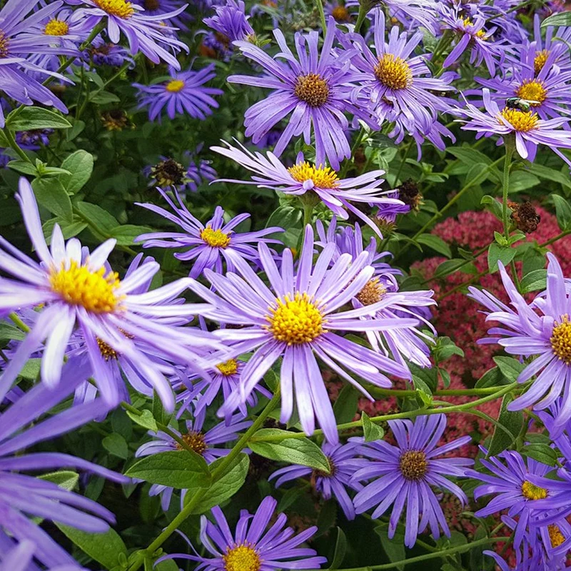 Aster 'Monch'