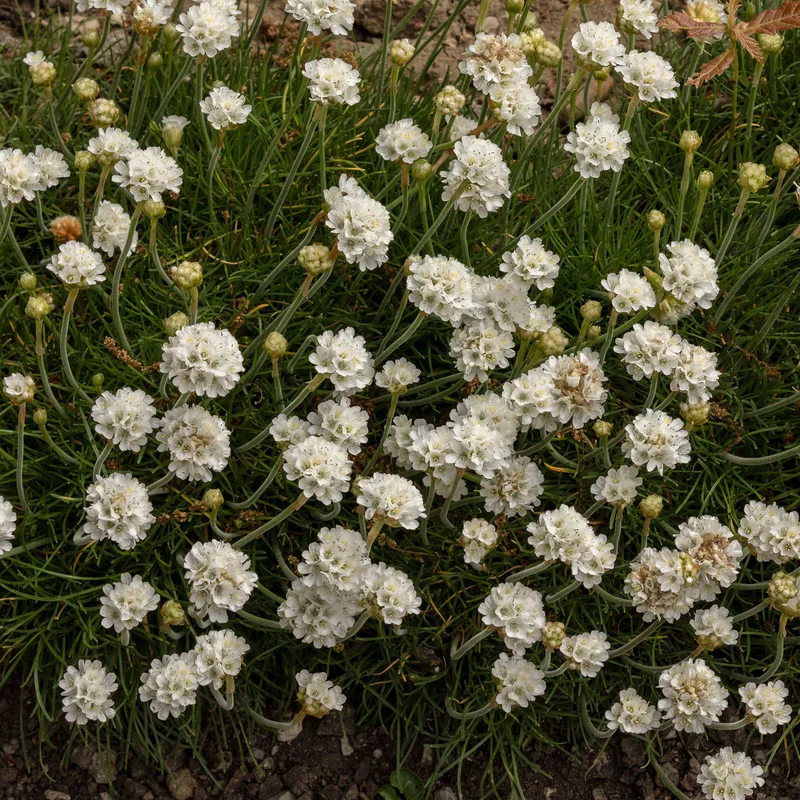 Grasnelke 'Alba'