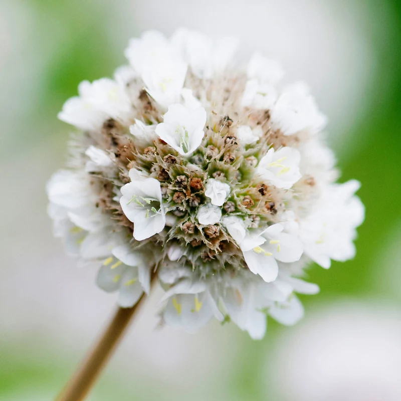 Grasnelke 'Alba'