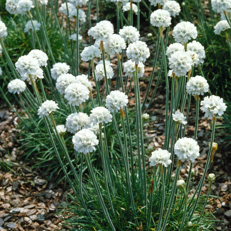Grasnelke 'Alba'