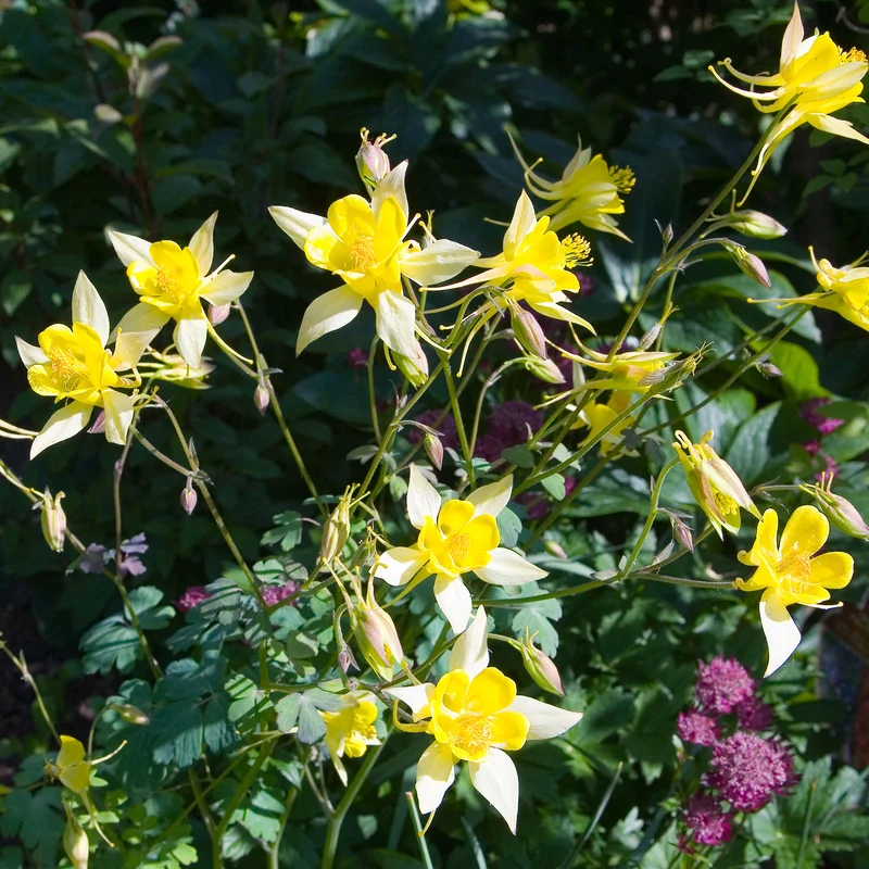 Akelei 'Yellow Queen'