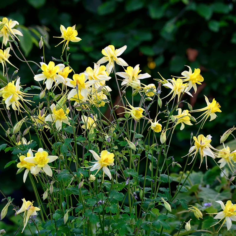 Akelei 'Yellow Queen'