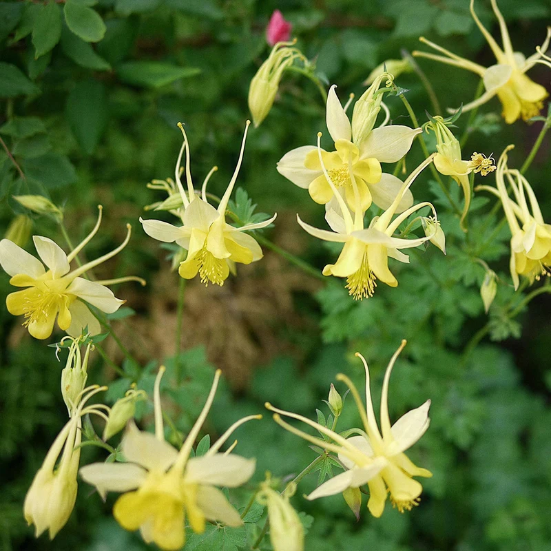 Akelei 'Yellow Queen'