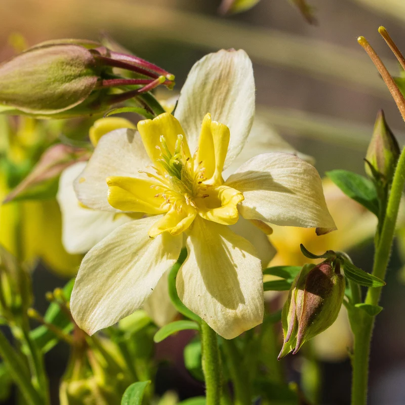 Akelei 'Spring Magic Yellow'