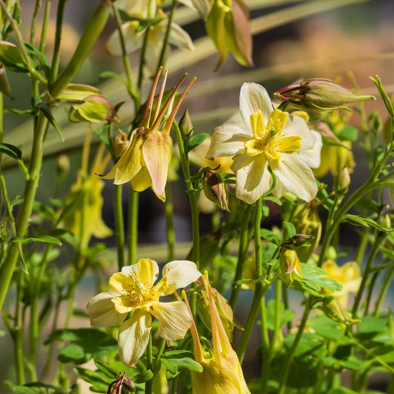 Akelei 'Spring Magic Yellow'