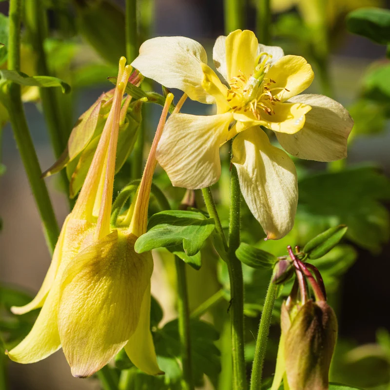 Akelei 'Spring Magic Yellow'