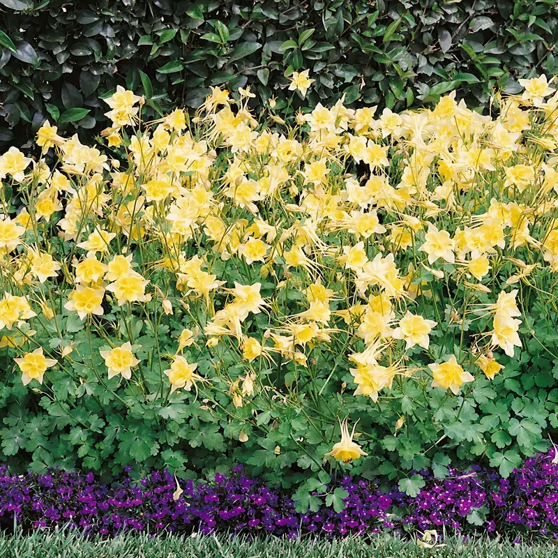 Akelei 'Spring Magic Yellow'