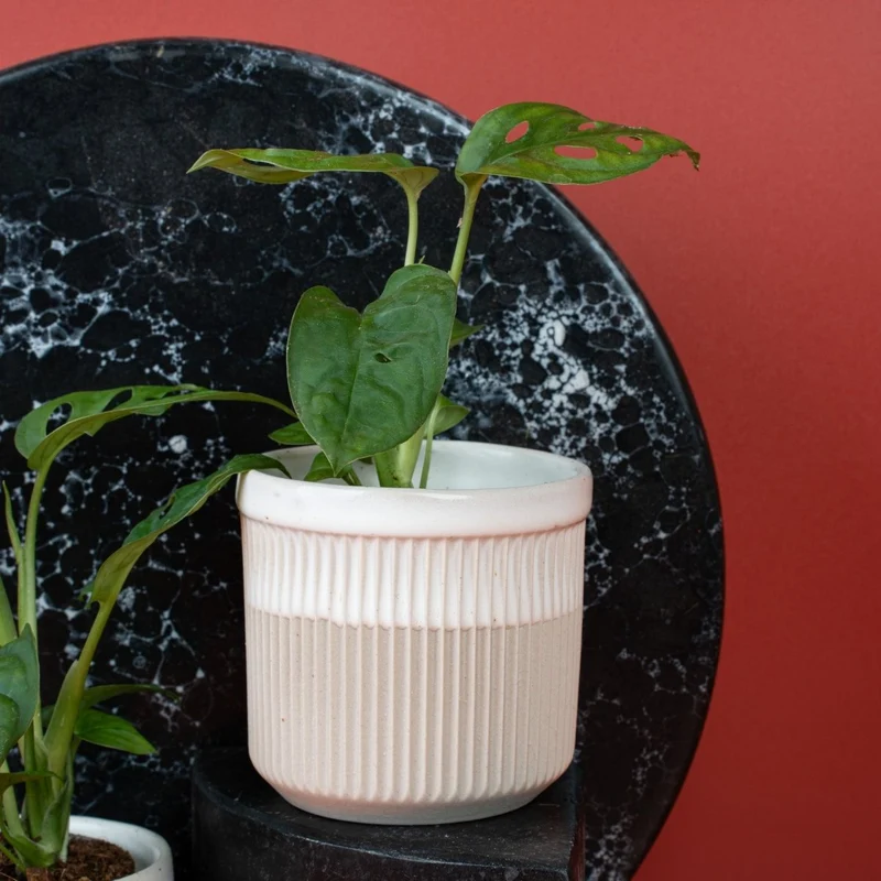 MONSTERA ESQUELETO