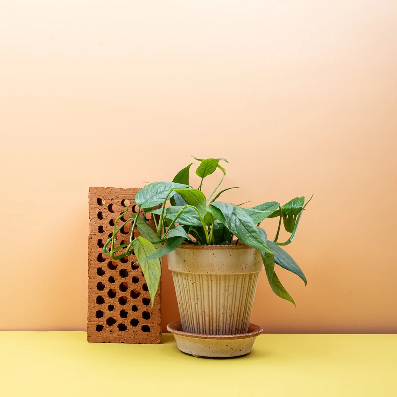 EPIPREMNUM CEBU BLUE