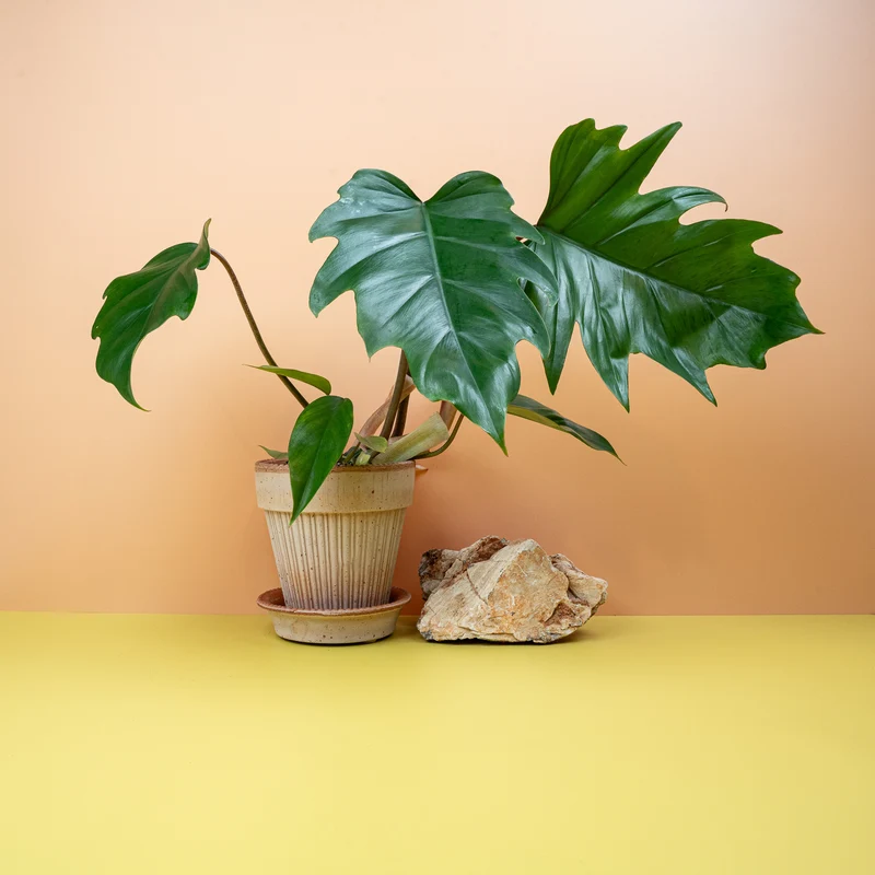 PHILODENDRON MAYOI